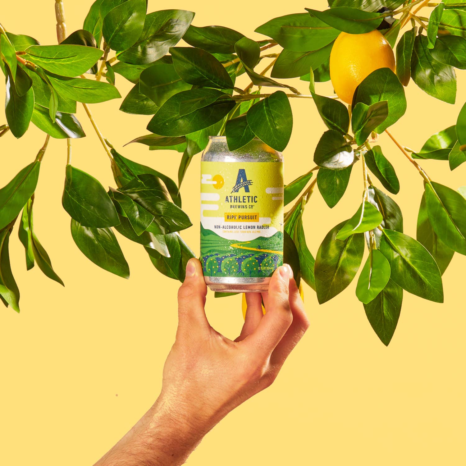 an image of a lemon tree on a yellow background. a hand is holding up the ripe pursuit can as if it is a lemon on the tree